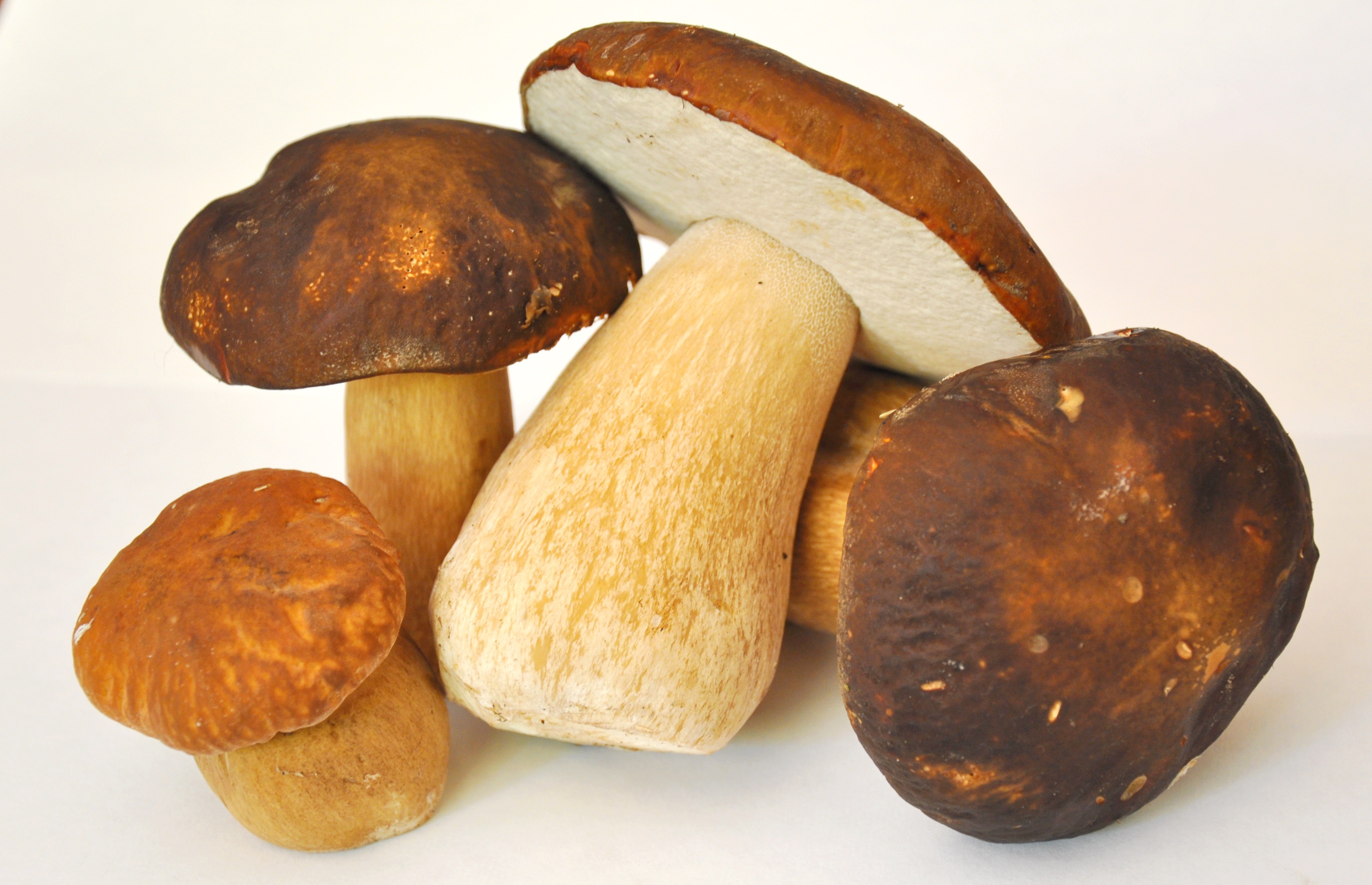 Boletus edulis